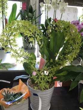 鉢物入荷｜「平田生花店」　（島根県松江市の花キューピット加盟店 花屋）のブログ