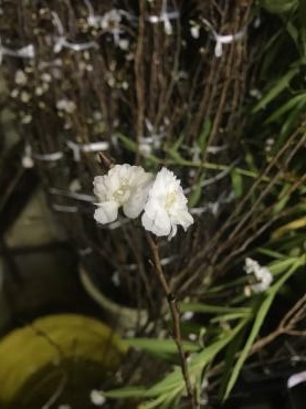 桜｜「平田生花店」　（島根県松江市の花キューピット加盟店 花屋）のブログ