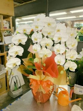 胡蝶蘭｜「平田生花店」　（島根県松江市の花キューピット加盟店 花屋）のブログ