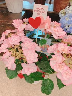 花鉢入荷です☆｜「平田生花店」　（島根県松江市の花キューピット加盟店 花屋）のブログ