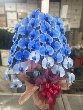 お祝いの胡蝶蘭をお届けしました｜「平田生花店」　（島根県松江市の花キューピット加盟店 花屋）のブログ